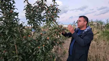 Tatvan'da Sıcak İklim Meyveleri Yetiştirildi
