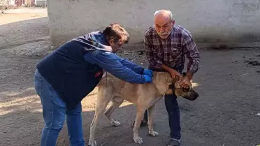 Tekirdağ'da Kedi ve Köpekler İçin Kimliklendirme Çalışması Başlatıldı
