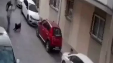 İzmir'de Köpeğe Şiddet Tepki Çekti
