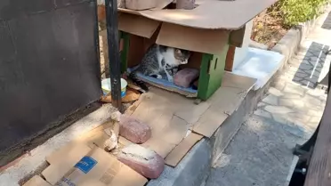 Antalya'da Kedi Kulübesi 3. Kez Çöpe Atıldı