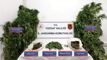 Yozgat'ta Kenevir Operasyonu