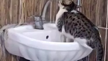 Kedi Acil Serviste Musluğu Açtı