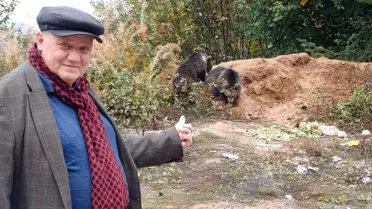 Küre'de Yavru Ayılar İlgi Odağı