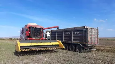 Bandırma'da Ayçiçeği Hasadı Tamamlandı