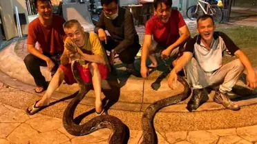 Bangkok'ta Yılan Vakaları Artıyor