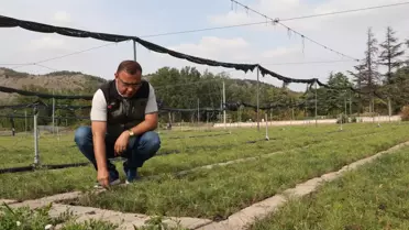 Eskişehir Fidanlığı Yangınlar İçin 9 Milyon Fidan Üretecek