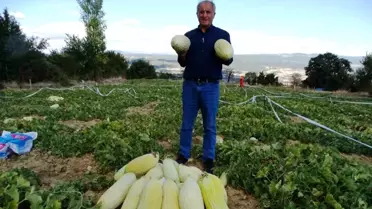 Göncek Kavunu Hasadı Başladı
