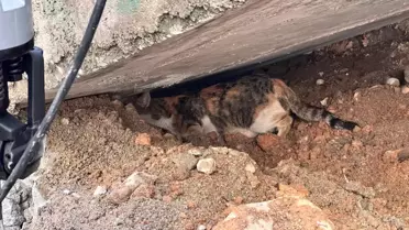 Cizre'de Yavru Kedi Kurtarıldı
