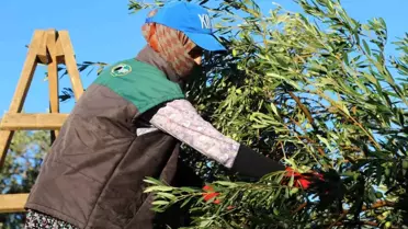 Ayvalık'ta Dualı Zeytin Hasadı Başladı