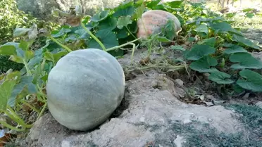 Malatya'da Üreticiler Bal Kabağına Yöneliyor