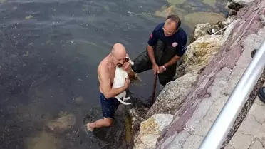 Köpek Kayalıklardan Kurtarıldı