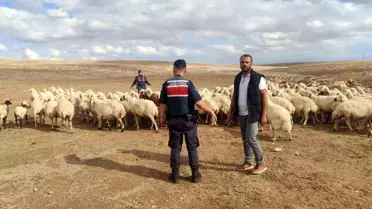 Kaybolan 93 Küçükbaş Hayvan Bulundu