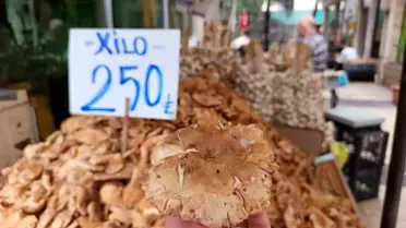 Ordu'da Fındık Tirmiti Sezonu
