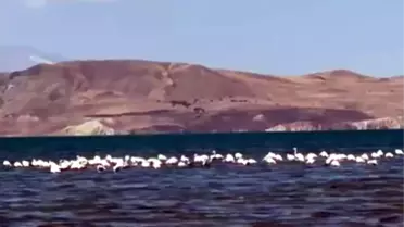 Flamingolara Jandarma Koruması