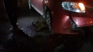 Silvan'da Manda ve Yavru Otomobil Çarpmasıyla Telef Oldu