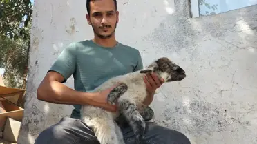Yeni doğan kuzuyu gören üreticinin ağzı açık kaldı