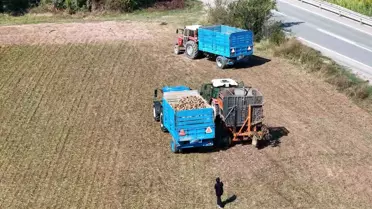 Erzincan'da Şeker Pancarı Hasadı Başladı