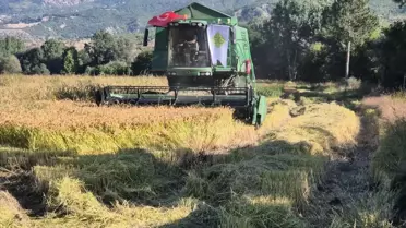 Hanönü'nde Çeltik Hasadı Etkinliği