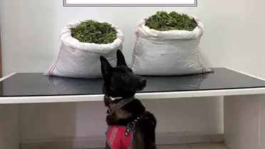 Erzurum'da 32 Kilogram Esrar Ele Geçirildi