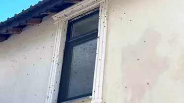 Kahverengi kokarca böceği mahalleyi sardı