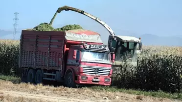 Karapınar'da Mısır Hasadı Başladı