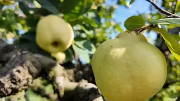 Eşme Ayvası Hasadı Başladı