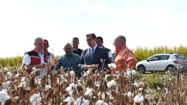 Salihli'de Pamuk Hasadı Başladı