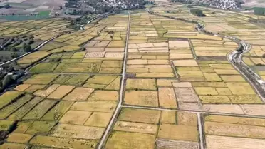 Saraydüzü'nde Çeltik Hasadı Başladı