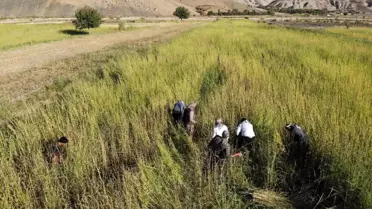Şırnak'ta İmece Usulü Susam Hasadı