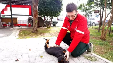Şişli Belediyesi'nde Sokak Hayvanlarına Kapsamlı Destek