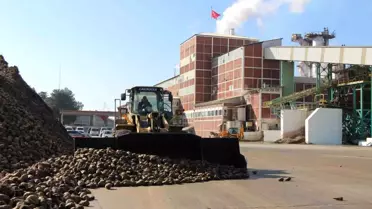 Amasya'da Pancar Üretimi Tehdit Altında