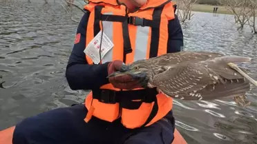 Misinaya Takılan Yabani Kuş Kurtarıldı
