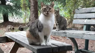 Öğrenciler Sokak Hayvanları İçin Mama Doldurdu