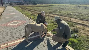 Edirne'de Hayvanlara Mama Desteği