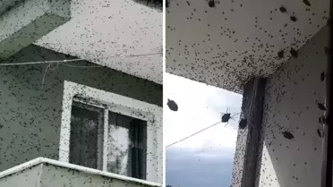 Sakarya'da iki ilçeyi birden istila ettiler! Binalar adeta renk değiştirdi