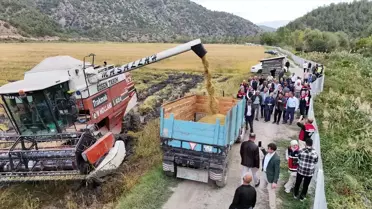 Tosya'da Çeltik Hasadı Yapıldı