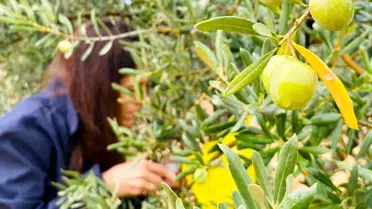 Zeytin Üreticilerine Acil Uyarı