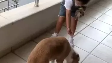 Minik Gökçe'den Hayvan Sevgisi