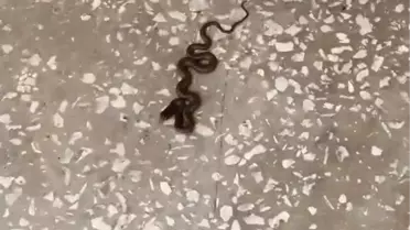 Karacabey Okulunda Yılan Paniği