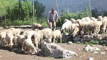 Köyüne Dönerek Hayvancılığa Başladı