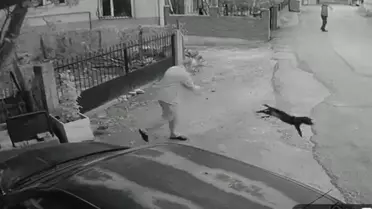 Köpeğe Şiddet Olayı: Şüpheli Serbest