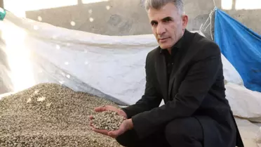 Kenger Bitkisi Yüksekova'da Ekonomiye Katkı Sağlıyor