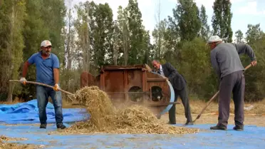 Geleneksel Yöntemlerle Kuru Fasulye Üretiyor