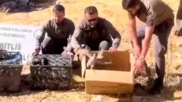 Bitlis'te Keklik Ticareti: 90 Kınalı Keklik Doğaya Salındı
