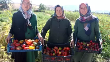 Bu bahçede 55 çeşit domates, 22 çeşit biber üretiliyor