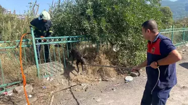 Hatay'da Mahsur Kalan Köpek İtfaiye Ekiplerince Kurtarıldı
