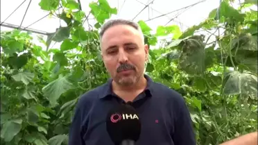 Diyarbakır'da Salatalık Serası Kuruldu