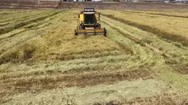Diyarbakır'da Organik Pirinç Üretimi