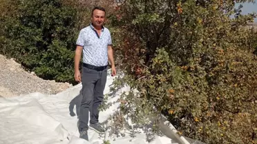 Akçadağ'da Alıç Hasadı Devam Ediyor