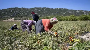 Mersin Büyükşehir Belediyesi'nden Üreticilere Hibeli Domates Fide Desteği